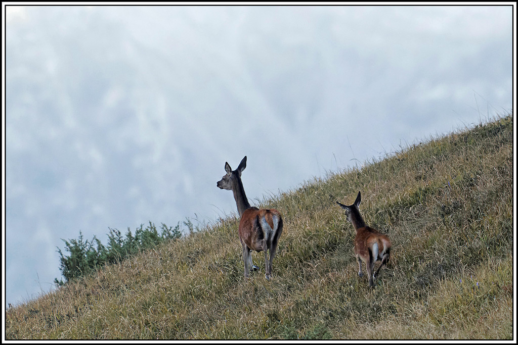 cerf(4535).jpg
