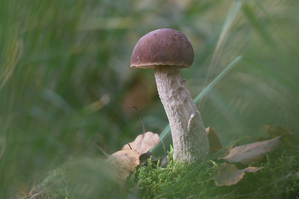 Leuccinum brunneogriseolum - bolet brun grisâtre 2.jpg