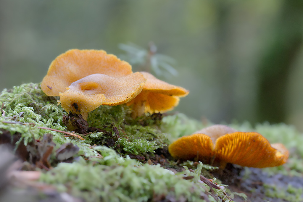 Tricholomopsis decora.jpg