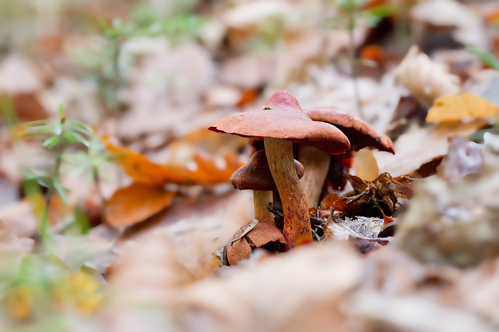 Cortinarius orellanus - cortinaire couleur de roucou.jpg