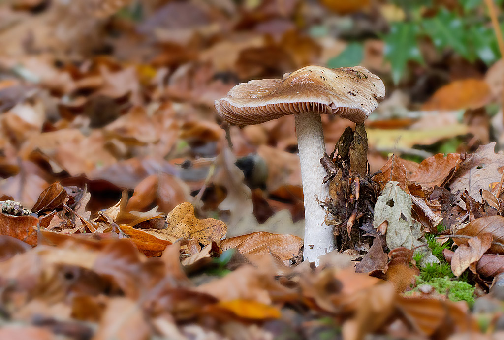 Cortinarius elatior - cortinaire élevé.jpg
