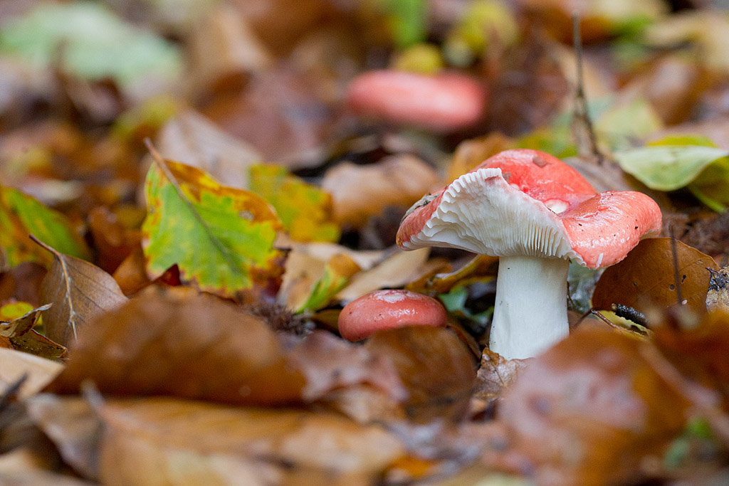 Russula puellula ou mairei 2.jpg