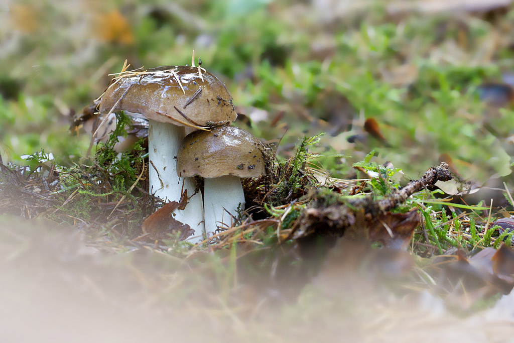 Russula turci -.jpg
