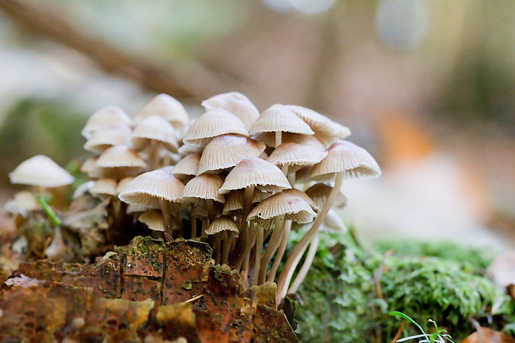 Mycéne incliné - Mycena inclinata.jpg