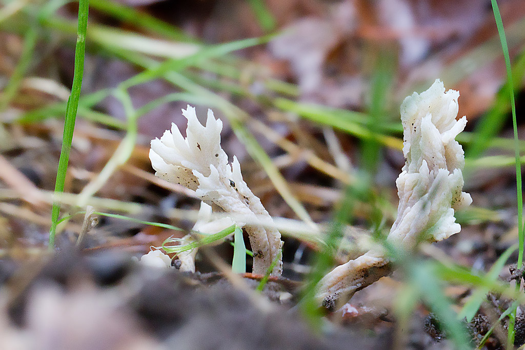 Clavulina cristata.jpg