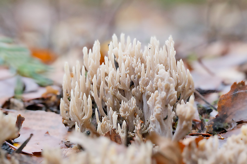 Ramaria stricta - ramaire droite.jpg