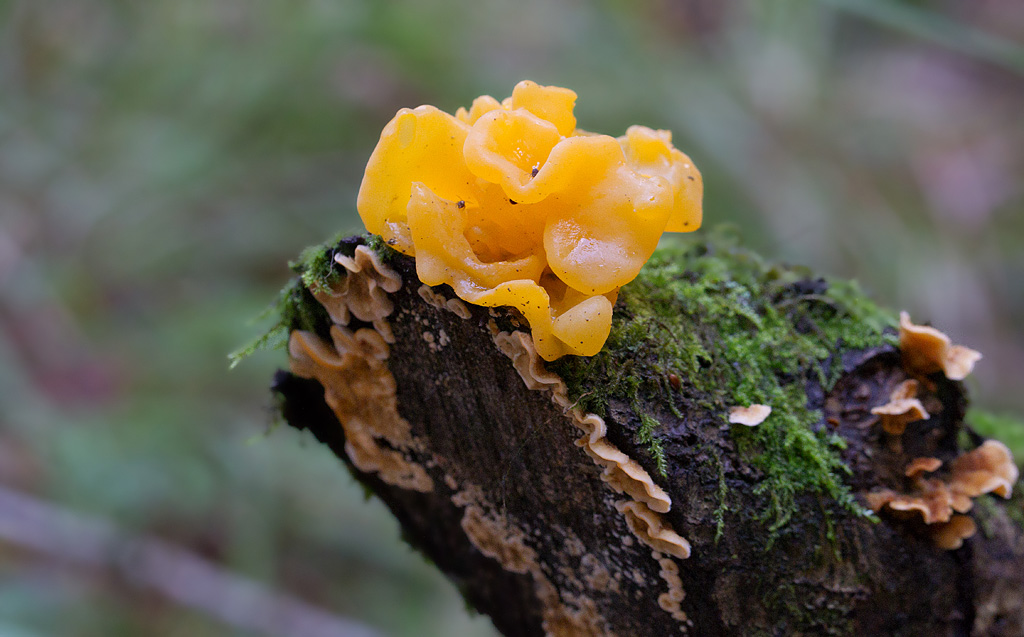 Tremella mesenterica - Trémelle mésantérique.jpg