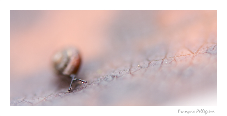 Escargot - 19.jpg