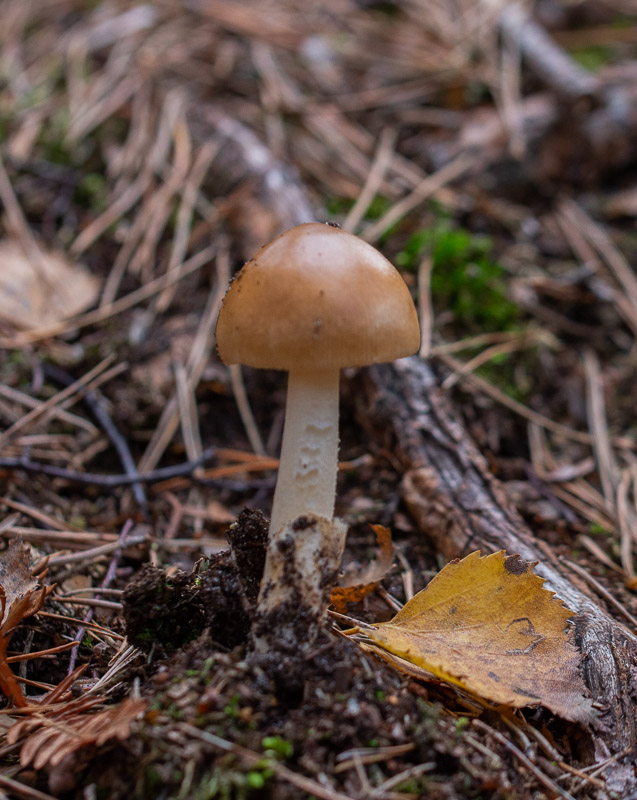 Champignon -2-Amanite fauve (Amanita fulva).jpg