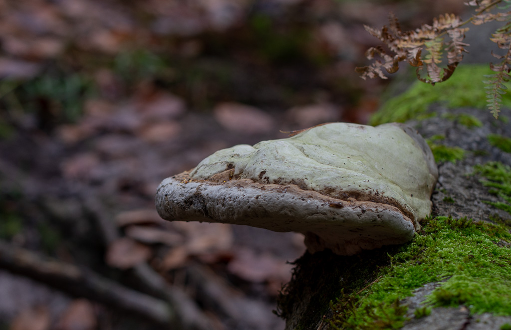 Champignon -4-Fomes fomentarius, l'amadouvier.jpg
