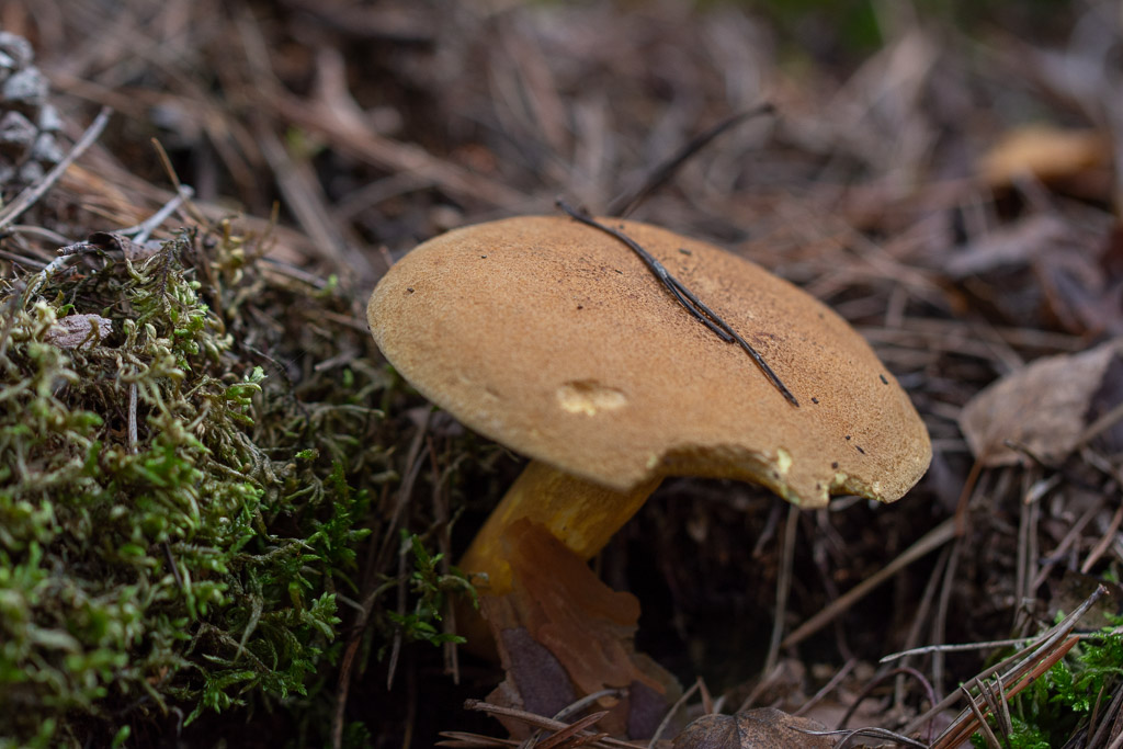 Champignon. Suillus granulatus. Bolet granulé..jpg