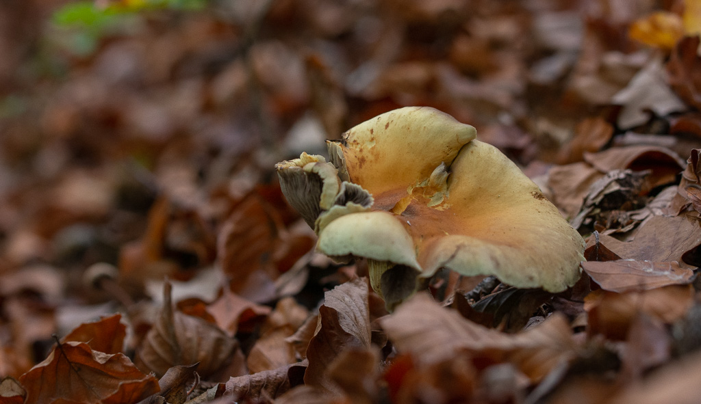 Champignon. hypholome en touffe.jpg