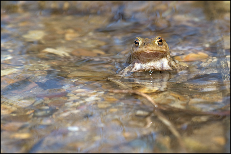 crapaud 4.jpg