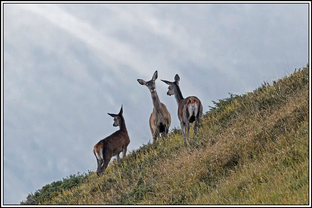 cerf(4539).jpg