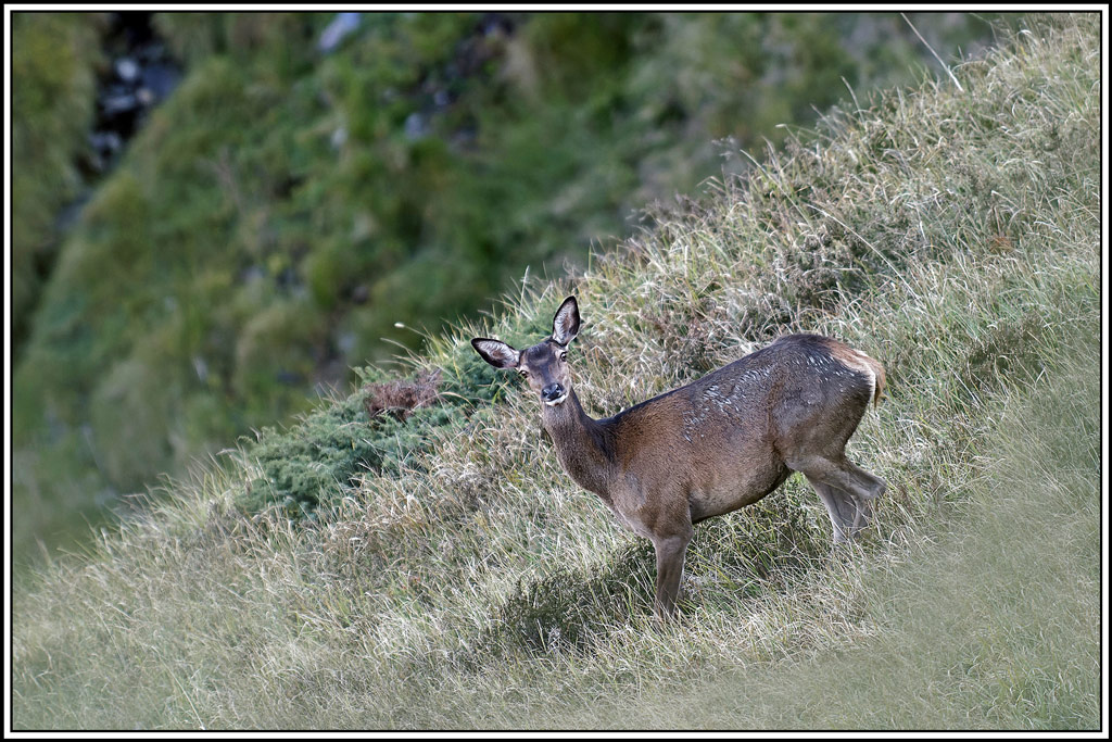 cerf(4581).jpg