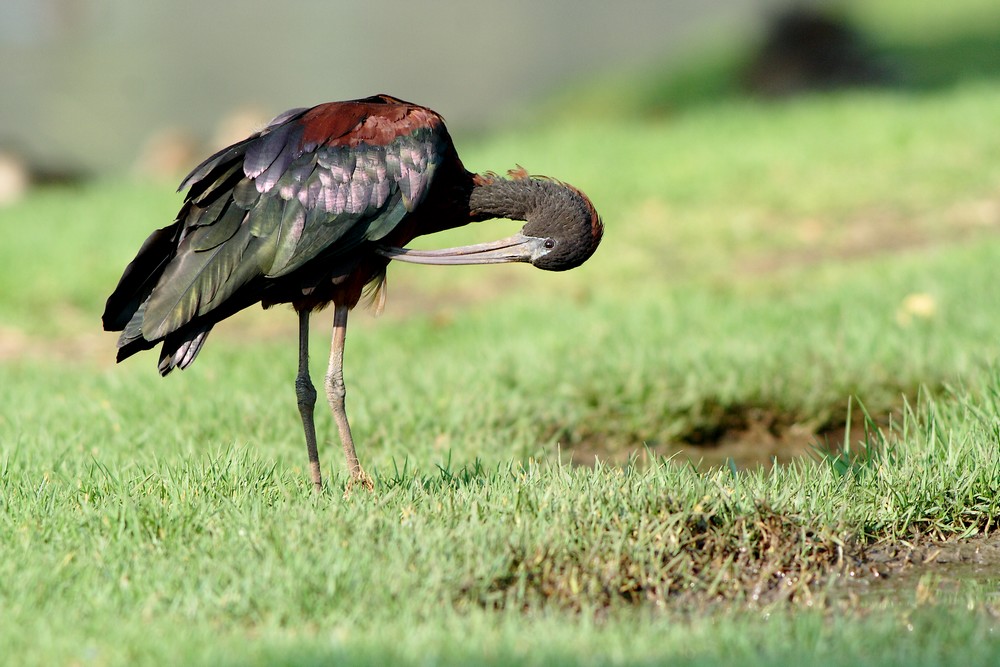 ibis falcinelle_2.jpg