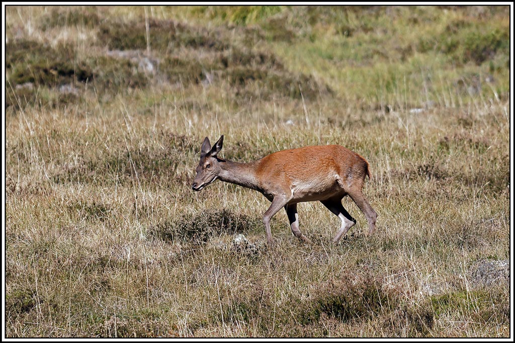 cerf(4603).jpg