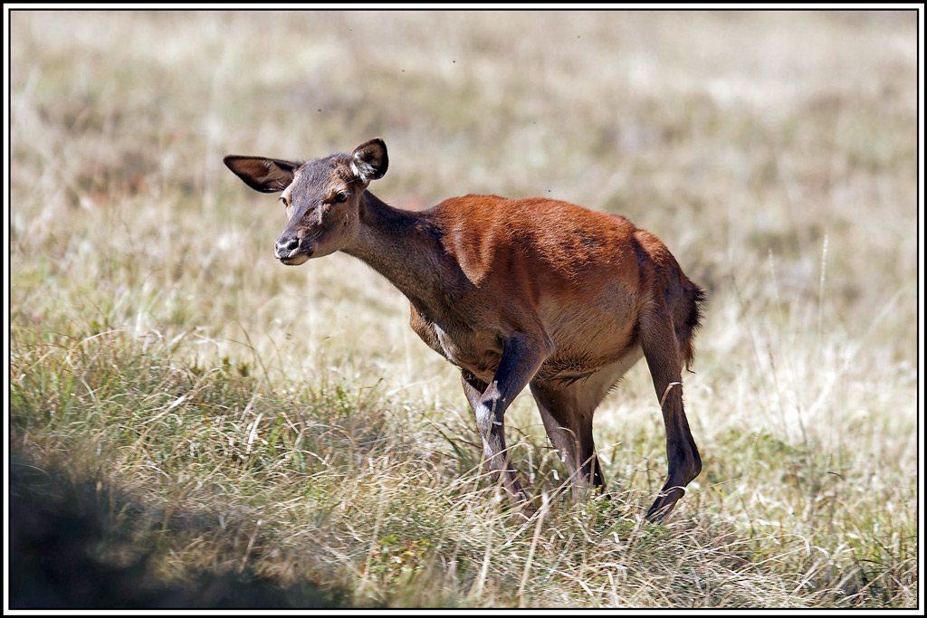 cerf(4620).jpg