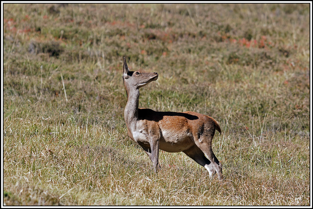 cerf(4621).jpg