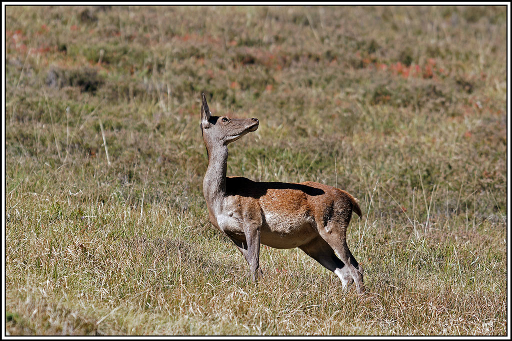 cerf(4621).jpg