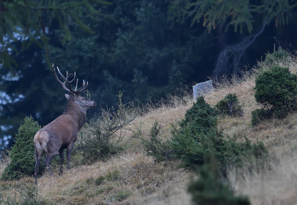 DS5_2832.jpg