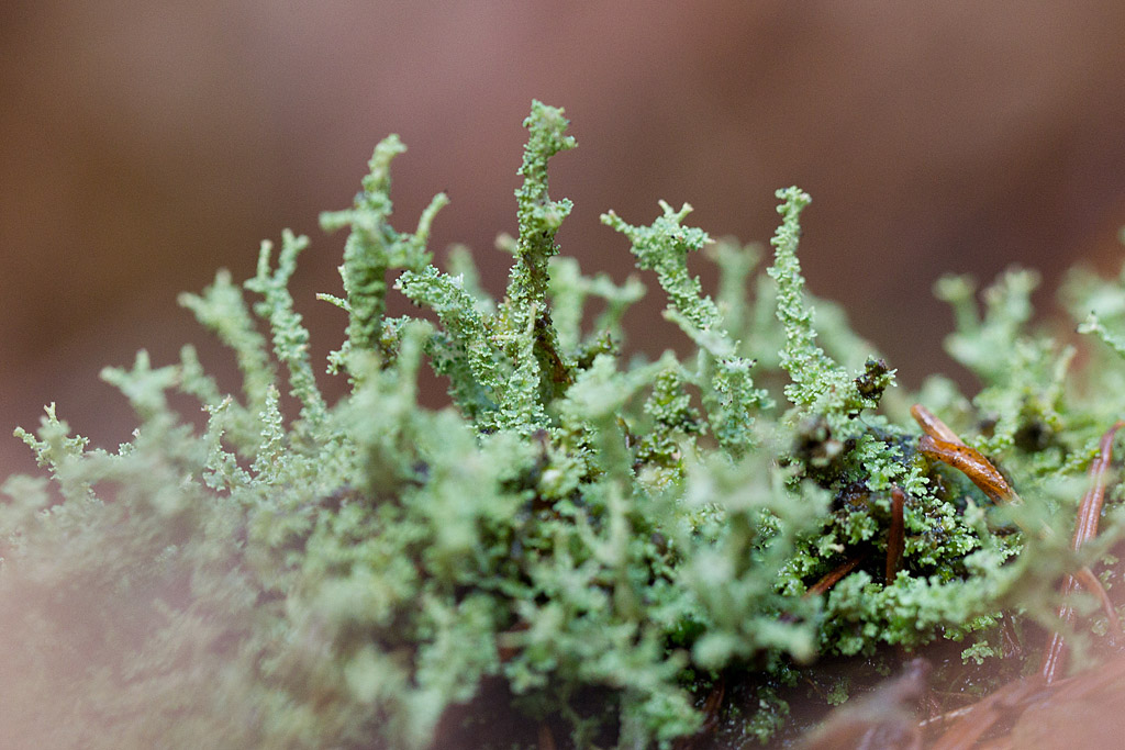 lichens sp.jpg