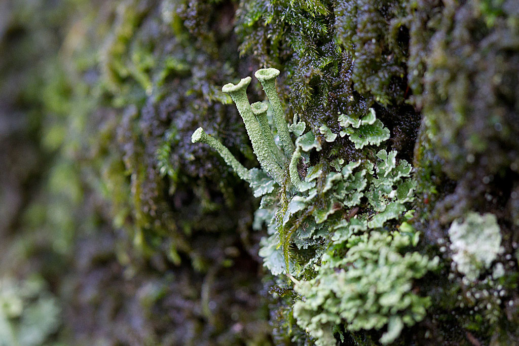 Cladonia sp.jpg
