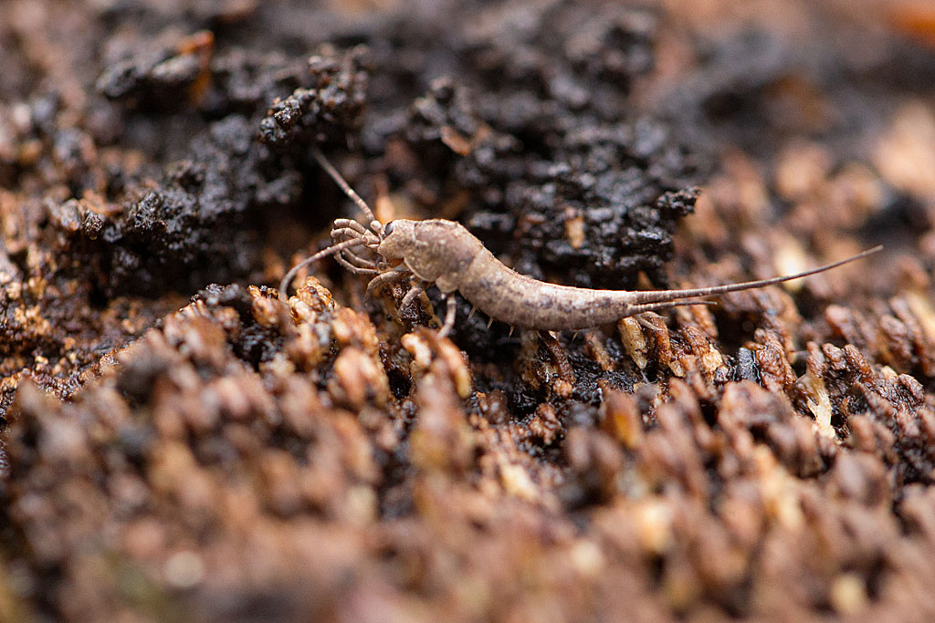 Dilta sp.jpg