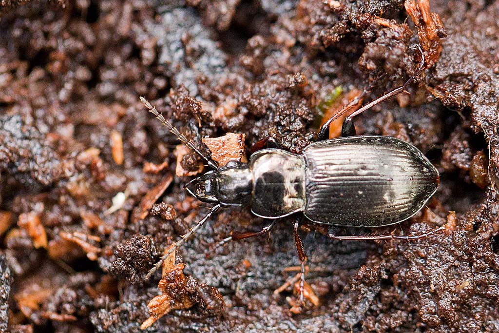 Pterostichus oblongopunctatus IN.jpg