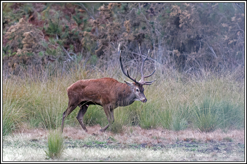 cerf(4653).jpg