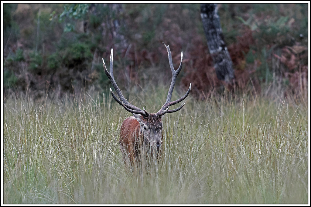 cerf(4660).jpg