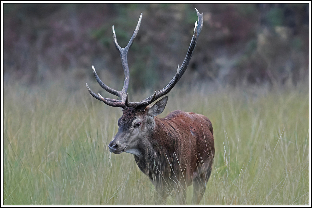 cerf(4663).jpg