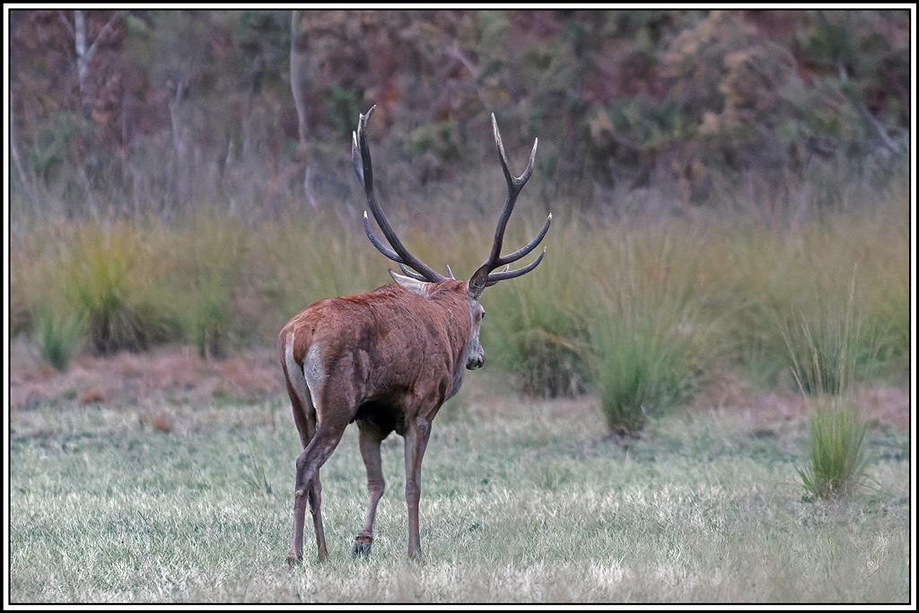 cerf(4668).jpg