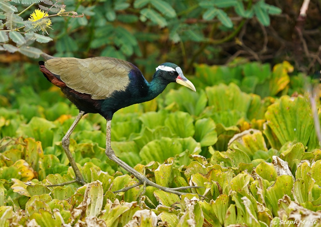 8-Jacana bronzé- lat k.JPG