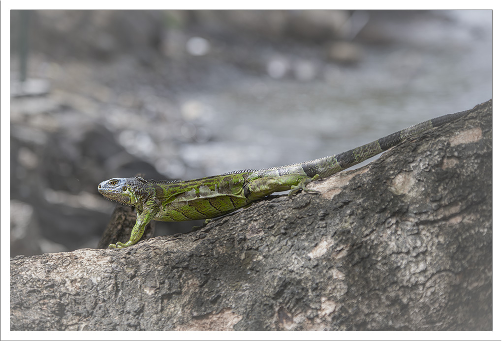 iguane vert Martinique 1.jpg