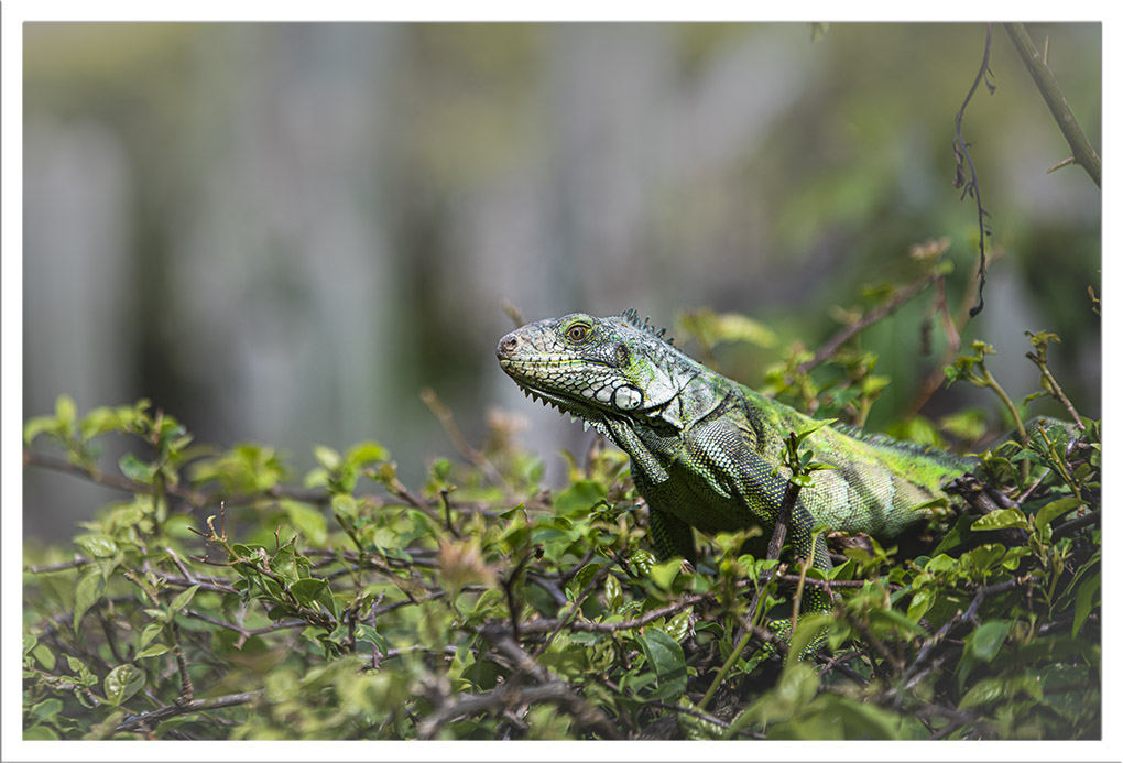 iguanes vert Martinique 6.jpg