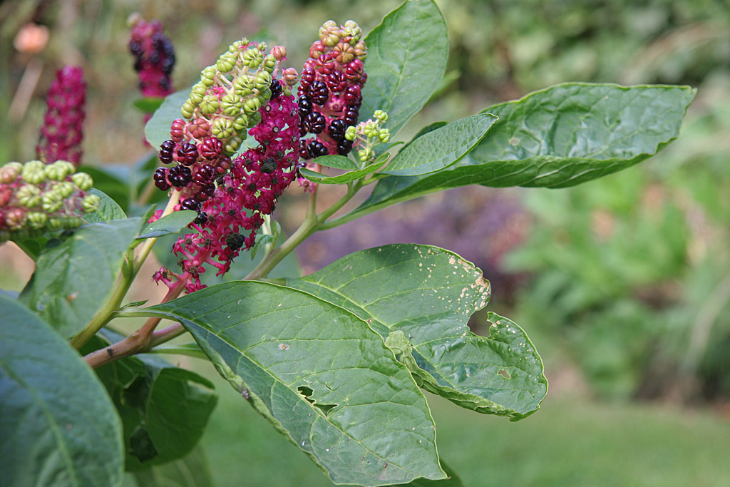 Phytolaca americana.jpg