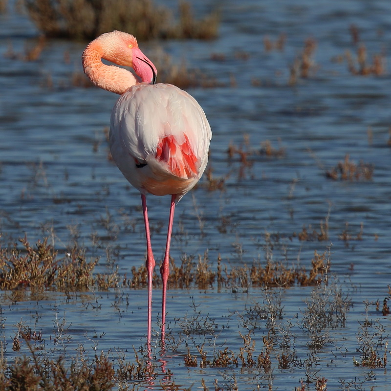 1429 Flamands roses.jpg