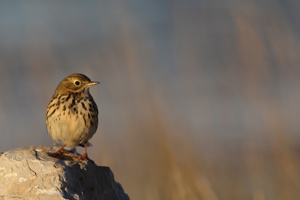 1430 Pipit farlouse.jpg