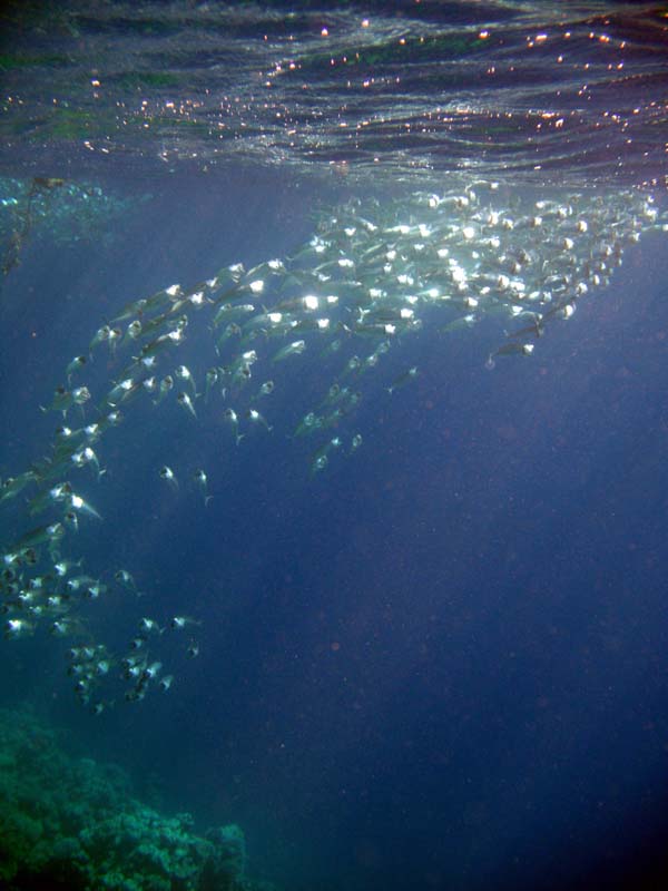 2007.11.17 35 Sharm el Naga poissons.jpg