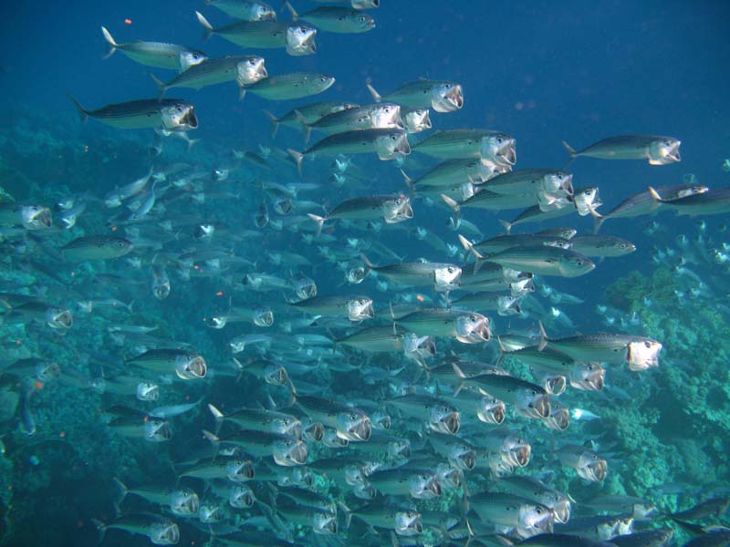 2007.11.17 20 Sharm el Naga poissons.jpg