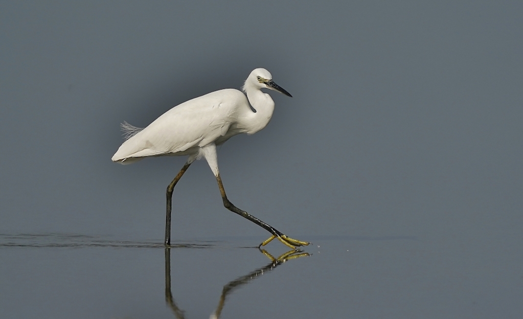 29-Aigrette garzette - Petchab.JPG