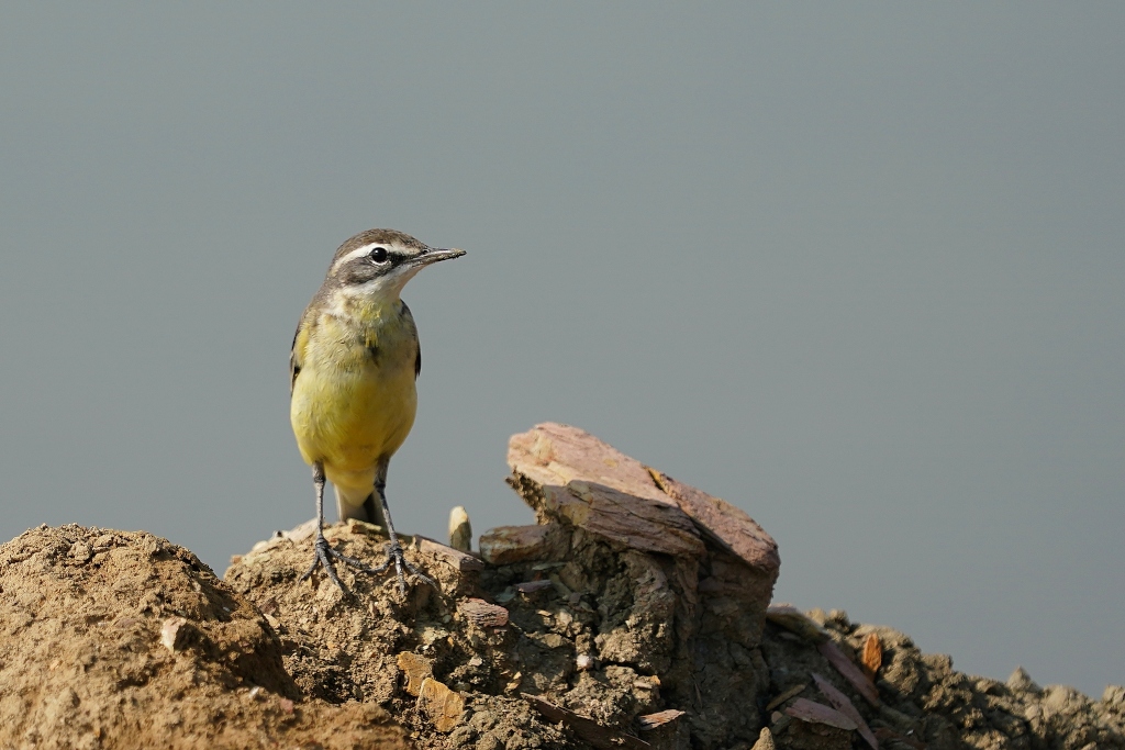 31-Bergeronnette de Beringie -petchaburi.JPG