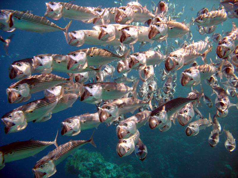 2007.11.17 17 Sharm el Naga poissons.jpg