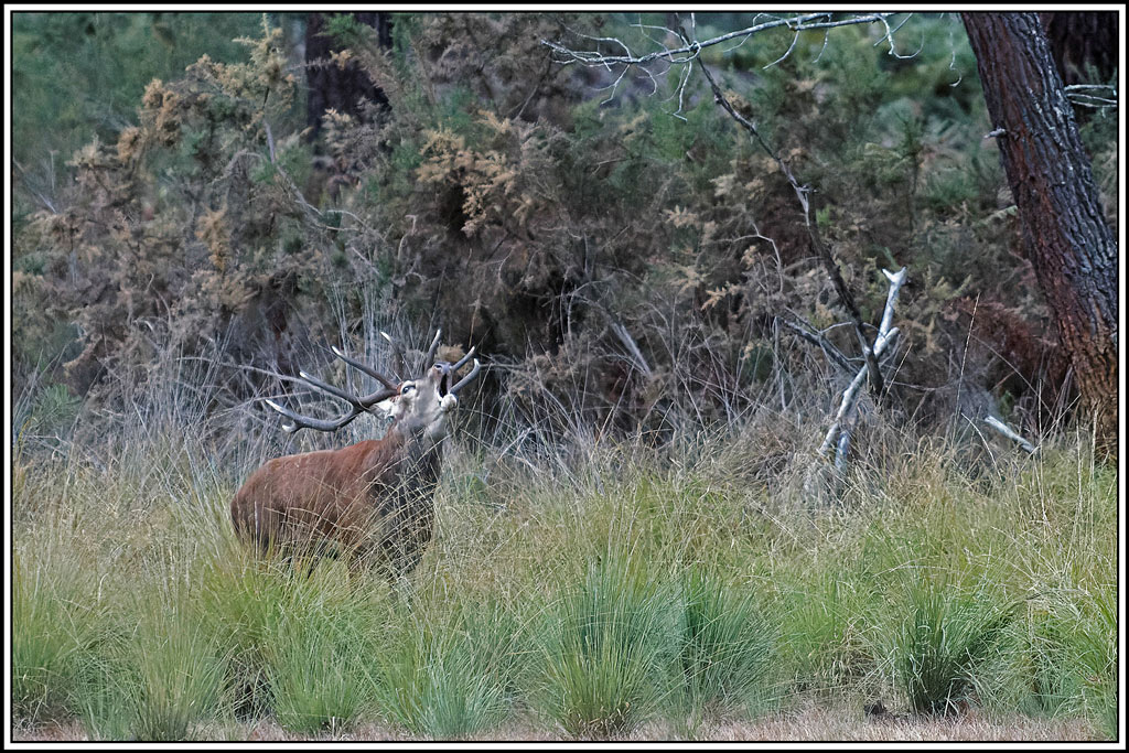 cerf(4680).jpg