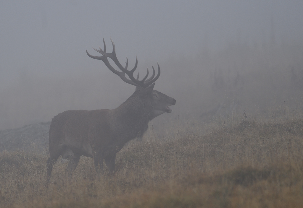 DS5_2982.jpg