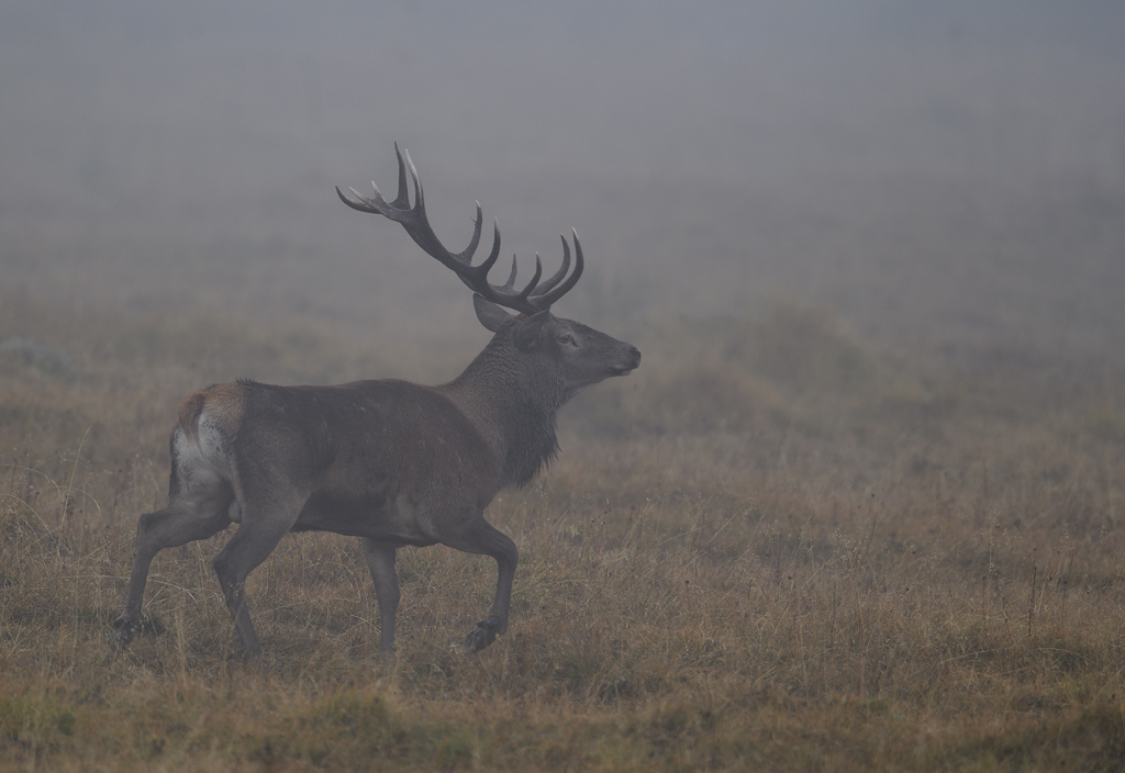 -DS5_2995.jpg
