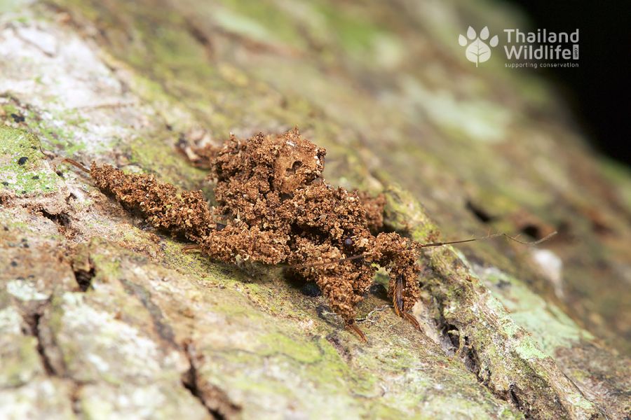 Masked-hunter-assassin-bug-Reduvius-sp.jpg