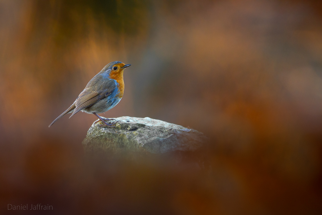 Image et Nature-1-9.jpg