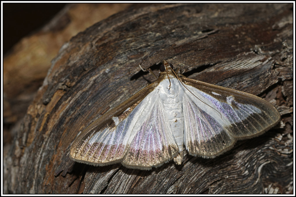 Pyrale_du_buis(Cydalima_perspectalis)(2).jpg